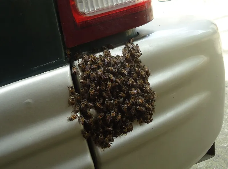 Queen Bees Are a Myth: 7 Things Software Swarms Can Learn From Actual Hives